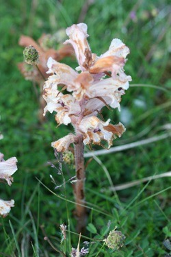 Orobanche_minor-02_(xndr)